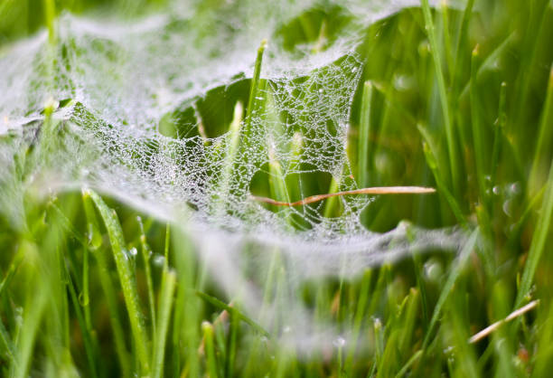istock Cob webs on grass in the early morning 1175747081