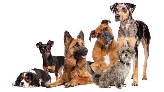 Group of six dogs in front of a white background