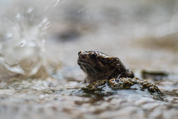 istock Sad frog sits under heavy tropical rain 1175747348