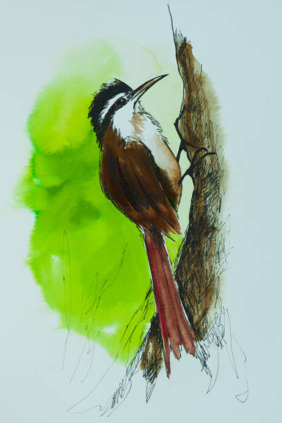 Bird watercolor Illustration. Narrow-billed woodcreeper (Lepidocolaptes angustirostris). Ink and pen drawing art. woodcreeper stock illustrations