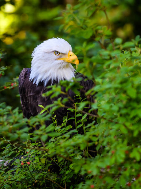 fim da águia calva acima na floresta densa - north america bald eagle portrait vertical - fotografias e filmes do acervo