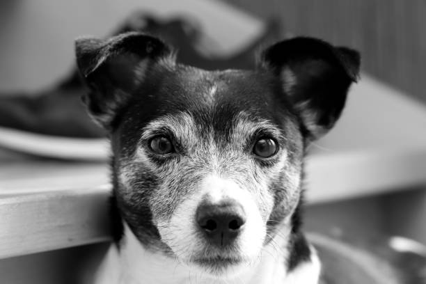istock Jacky the Jack Russel black and white 1175748289