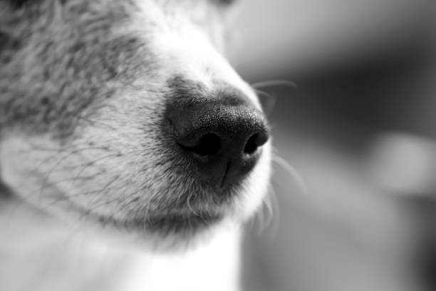 istock Jacky the Jack Russel black and white 1175748296