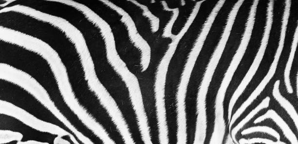 istock Natural texture of the zebra skin 1175748699