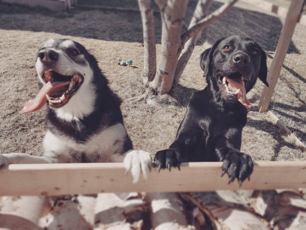 istock Husky and Labrador Retriever leaning on a fence in a back yard. 1175749814