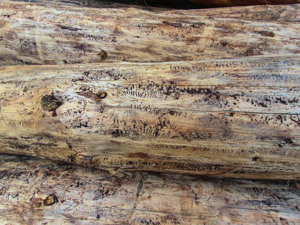 istock wood damaged from bark beetle 1175752298
