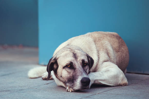 istock Alone sad dog in the city 1175752340
