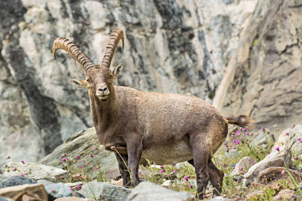 istock Alpine Ibex (Capra ibex), Gran Paradiso National Park, Italy 1175752348