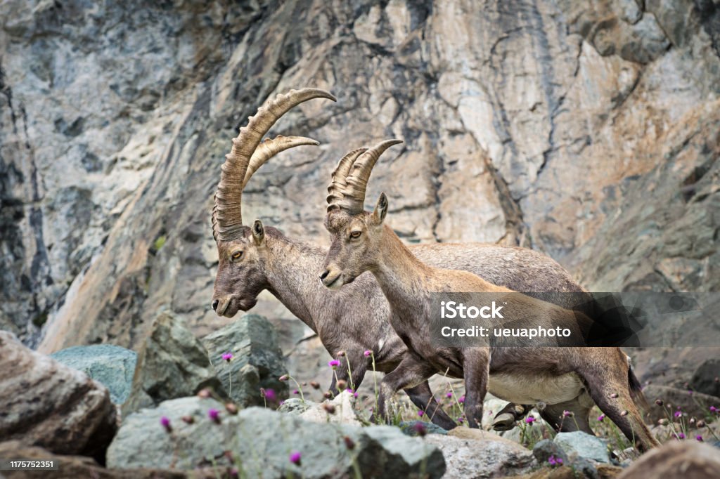 Alpine Ibex (Capra ibex), Gran Paradiso Nationalpark, Italien - Lizenzfrei Alpen Stock-Foto