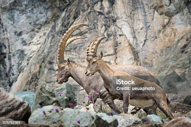 Alpine Ibex Gran Paradiso Nationalpark Italien Stockfoto und mehr Bilder von Alpen