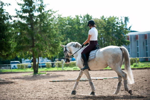istock Young lady riding a trotting horse practicing at equestrian school 1175758874