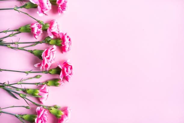 istock Pink clove flowers. 1175760873