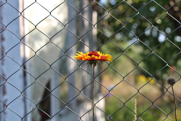 lonely orange flower on a long stalk against a blurry mesh fence