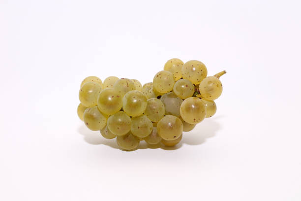 Close-up of bunch of ripe grapes with water drops. Fruit of vineyard strain. Photography.