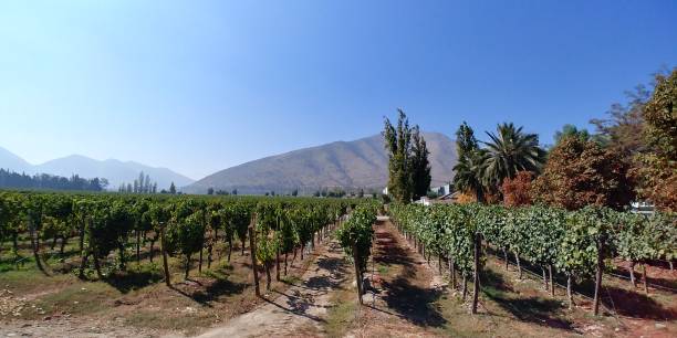 istock A beautiful garden close to Santiago, Chile. 1175762859