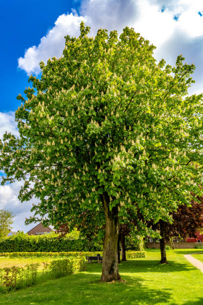 istock Beautiful and huge chestnut tree blooming in a park with green grass 1175764200