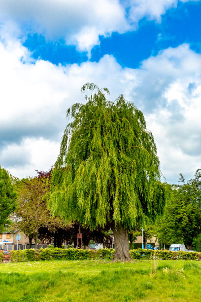istock Beautiful weeping willow tree pruned on a small hill in a park with bushes and green grass 1175764714