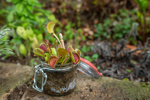 Dionaea muscipula growing in a recycled glass jar