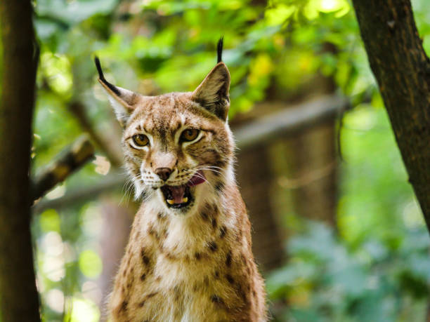 istock Wild lynx european 1175765238