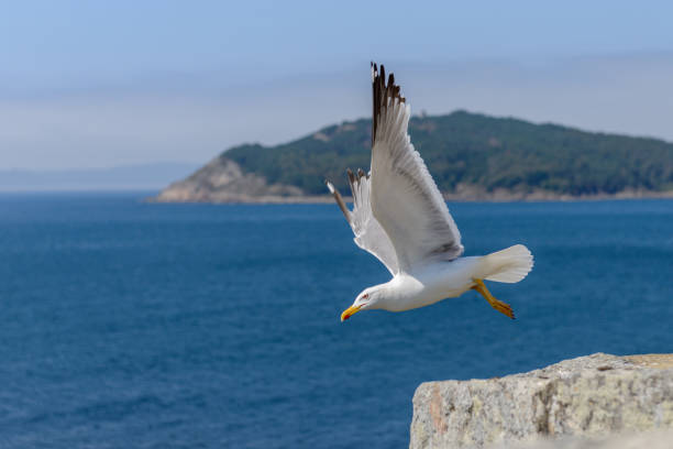 gaviota despega de un primer plano de roca - gaviotas volando sobre el agua y la playa fotografías e imágenes de stock