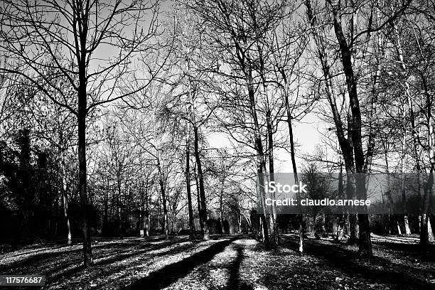 Monza Metropark En La Mañana Blanco Y Negro Foto de stock y más banco de imágenes de Aire libre - Aire libre, Blanco y negro, Boscaje