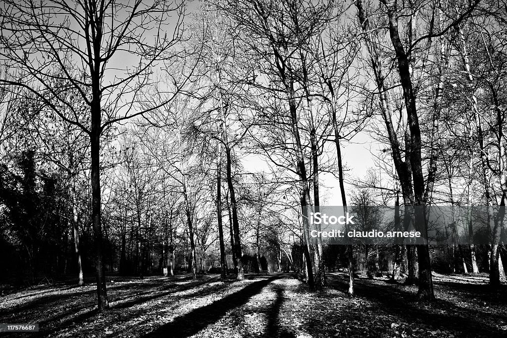 Monza, Metropark al mattino. Bianco e nero - Foto stock royalty-free di Albero