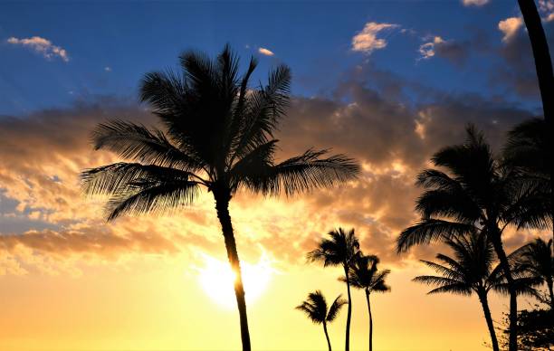 istock Golden sunset turning to twilight over the Pacific Ocean with multiple palm trees 1175767659