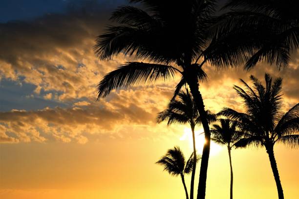 istock Golden sunset turning to twilight over the Pacific Ocean with multiple palm trees 1175767660
