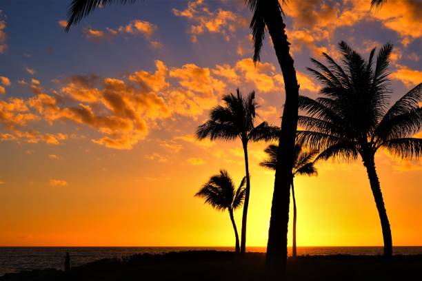 istock Golden sunset turning to twilight over the Pacific Ocean with multiple palm trees 1175767676