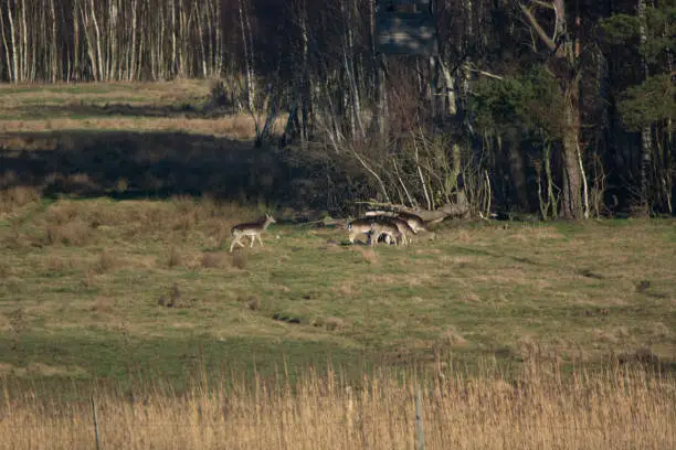 fallow-deer in the field looking for food