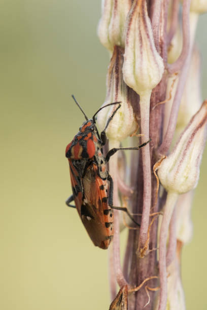istock Spilostethus pandurus bed bug perched on Urginea maritima plant illuminated with flash 1175768542