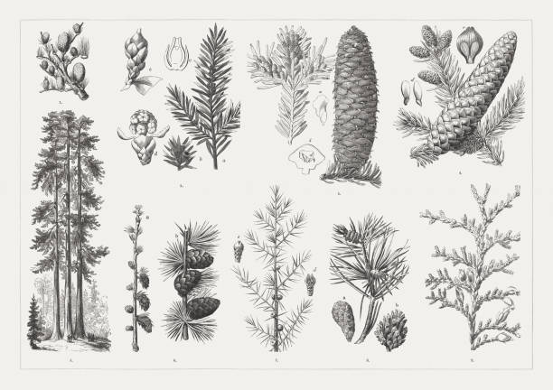 illustrazioni stock, clip art, cartoni animati e icone di tendenza di conifere, incisioni in legno, pubblicato nel 1894 - juniper tree cedar tree tree branch