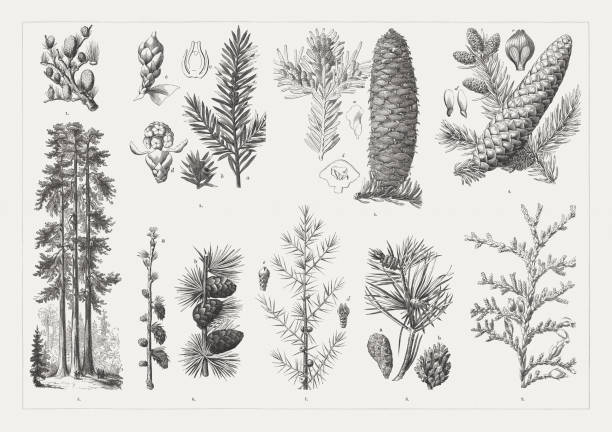Conifers: 1) Lebanon cedar (Cedrus libani) twig with cones; 2) Yew, a-Twig with male blossoms, b-twig with fruits, c-ovule (cross section), d-male blossoms, e-ovule; 3) European silver fir (Abies alba), male blossoms and cones, a-seed, b-seed scale; 4) European spruce (Picea abies), Cones and male blossoms, c-ovules on a scale, d-winged seeds; 5) Californian redwoods (Sequoiadendron giganteum, "The Three Graces"); 6) Common larch (Larix decidua), a-male and female inflorescences, b-mature cones; 7) Common juniper (Juniperus communis); 8) Scots pine (Pinus sylvestris) with male blossoms, a + b-female cones; 9) Northern white-cedar (Thuja occidentalis) with fruit cone. Wood engravings, published in 1894.