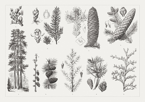 Conifers: 1) Lebanon cedar (Cedrus libani) twig with cones; 2) Yew, a-Twig with male blossoms, b-twig with fruits, c-ovule (cross section), d-male blossoms, e-ovule; 3) European silver fir (Abies alba), male blossoms and cones, a-seed, b-seed scale; 4) European spruce (Picea abies), Cones and male blossoms, c-ovules on a scale, d-winged seeds; 5) Californian redwoods (Sequoiadendron giganteum, 