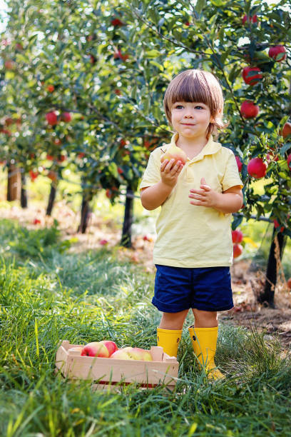 リンゴを食べる小さな幼児の少年は、リンゴの庭の木から拾った。果物を収穫する。秋のライフスタイル。自家製オーガニックビーガン食品 - orchard child crop little boys ストックフォトと画像