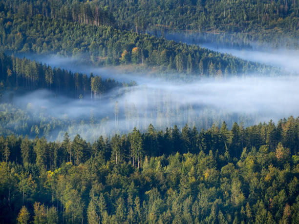 istock spruce forest and fog 1175771669