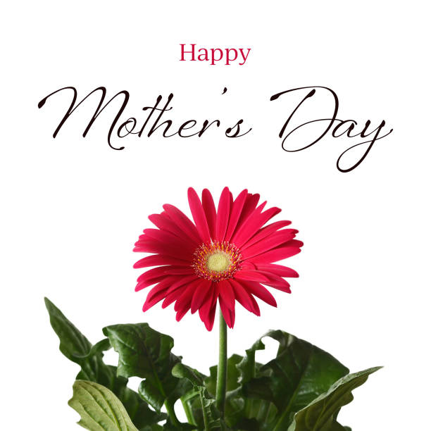 istock Mothers Day card. Gerbera daisy isolated on white background 1175771859