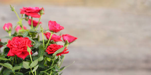 istock Mothers Day background. Red roses on wooden background with copy space 1175771963