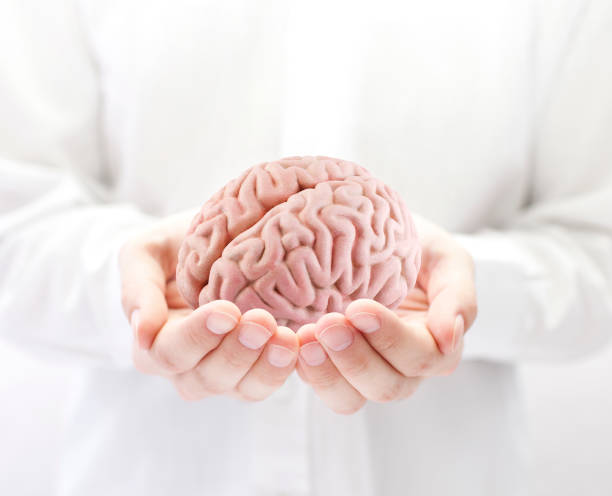 Human brain in hands stock photo
