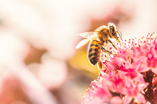 Honey bee on a pink flower bathed in sunlight making his wings shine and the fur on his body bright due to the backlight.
