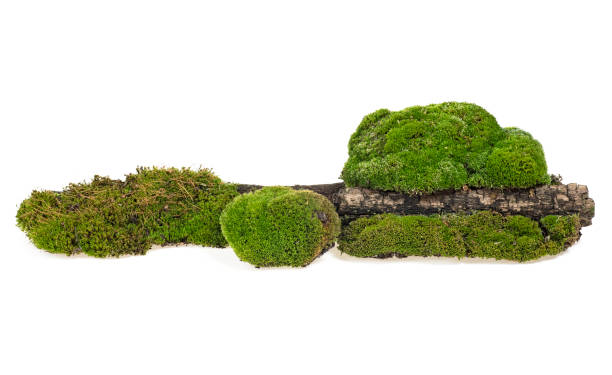 istock Green moss on rotten tree branch isolated on a white background 1175773353