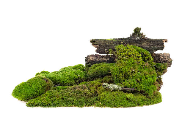 istock Green mossy hill with rotten branches isolated on a white background 1175773372