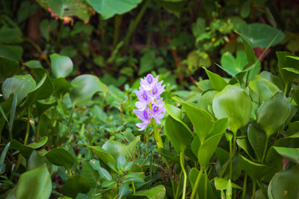 istock Purple flower with green leaves close-up 1175774506