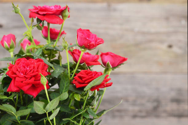 istock Red roses on wooden background 1175774680