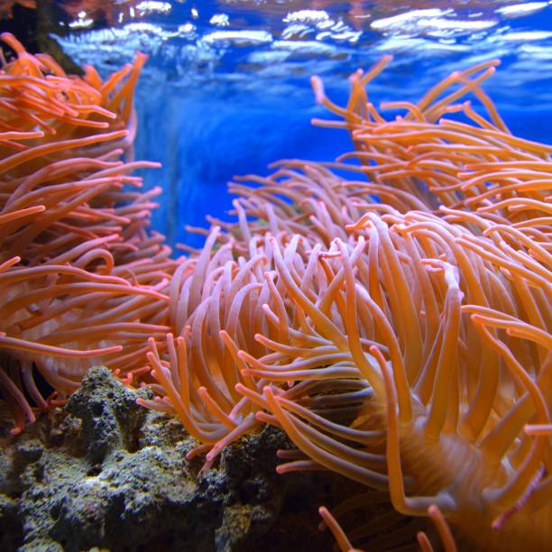 istock Exotic marine aquarium environment with pink actinia 1175776020