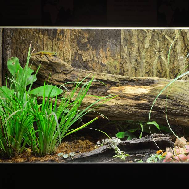 istock Tropical environment terrarium layout with exotic greens and a log 1175776021