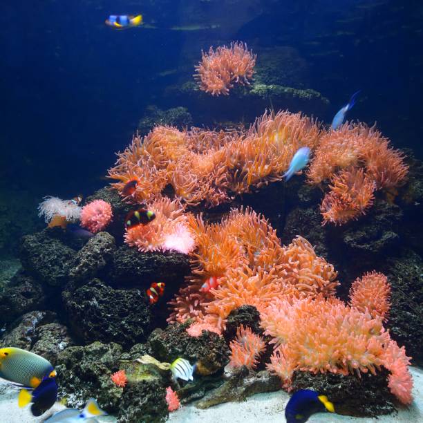istock Exotic marine aquarium coral reef environment with pink actinia and tropical fish 1175776022