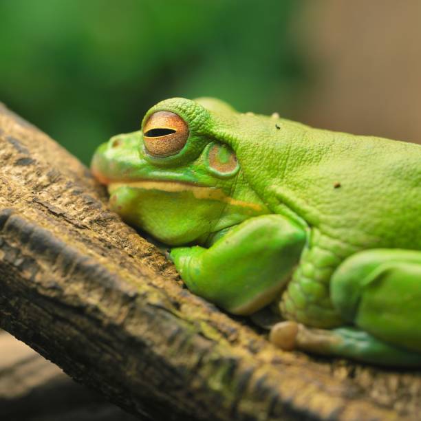 istock Australian green tree frog Litoria caerulea in a natural environment resting on a tree 1175776023
