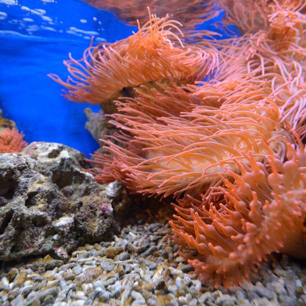 istock Exotic marine aquarium environment with pink actinia 1175776026