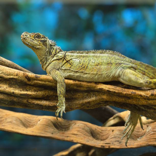 istock Large iguana lizard resting on a tree branch in a terrarium environment 1175776031